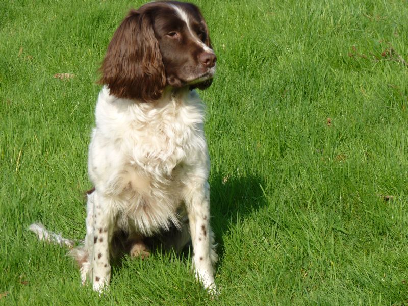 bertiespringer1411 bertiespringer1411